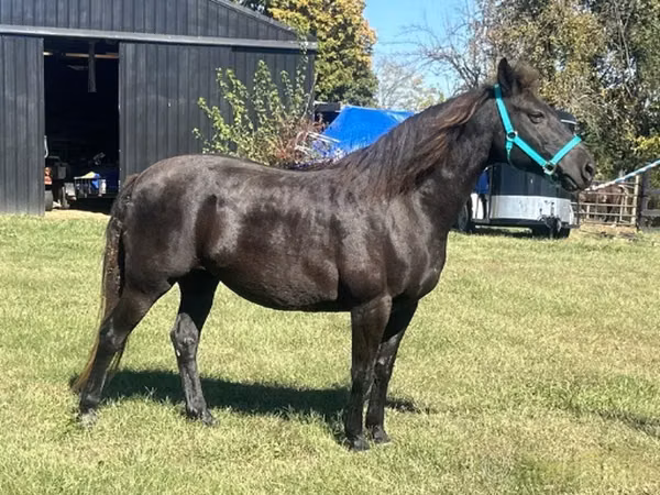 Jument, Black Sea breed