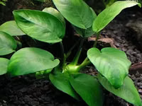 Anubias nana 1000 — Foto 1