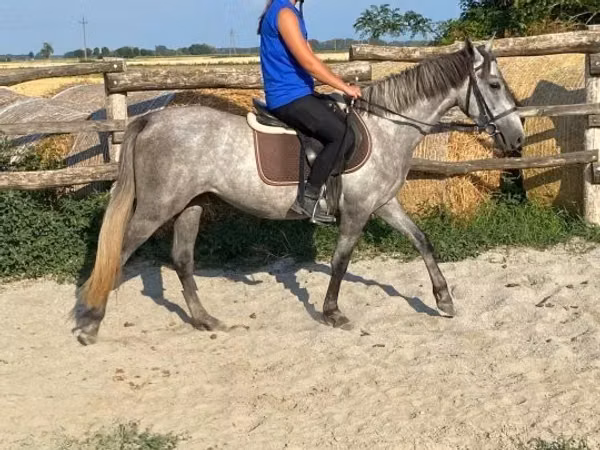 Mare, Horses