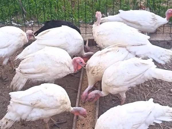 Turkeys