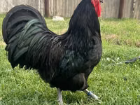 Australorp — Foto 1