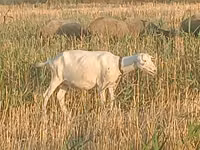 Owca, Owce — zdjęcie 2