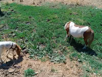 பெண் குதிரை, Australian Pony — புகைப்படம் 2