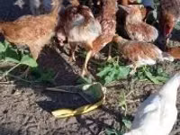 Chickens — الصورة 3