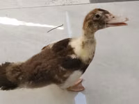 Ducks — zdjęcie 1