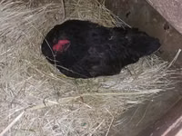 Australorp — Foto 2