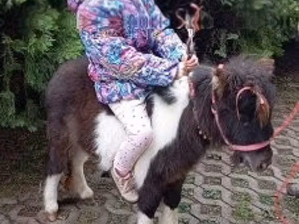 Cheval, Falabella