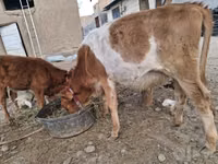 Krowa, Simmental cattle — zdjęcie 3