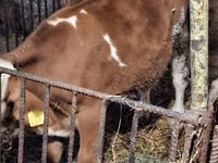 Buğa, Simmental cattle — foto 3