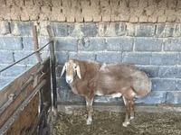 Bélier, Moutons — photo 2
