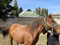فرس, Kazakh horse — الصورة 2