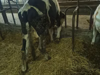 Boğa, Russian Black pied cattle — foto 3