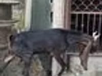Ешкі, Kamori goats — 8-сурет
