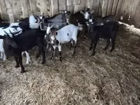 公山羊, Goats — 照片 3