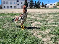 Chickens — foto 1