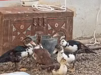 Ducks — foto 3