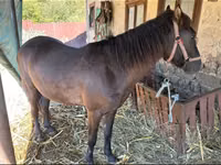 Jument, Chevaux — photo 2