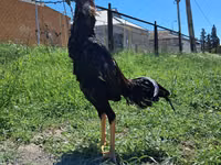 Chickens — foto 1