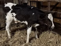 Byk, Russian Black pied cattle — zdjęcie 2