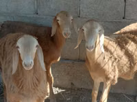 كبش, Arashan sheep — الصورة 3
