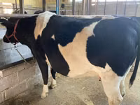 İnek, Holstein ırkı — foto 4