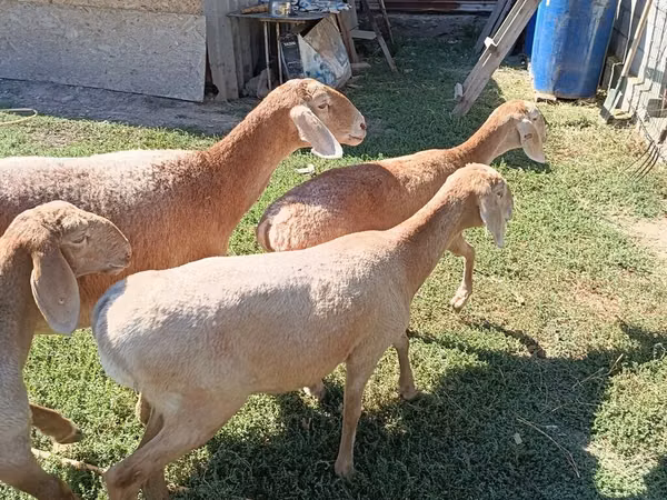 母羊, Arashan sheep