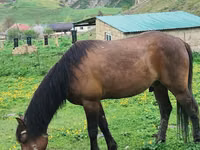 Cheval, Azerbaijan horse — photo 3