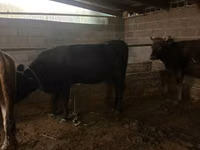 Cow, Brown Latvian — photo 4