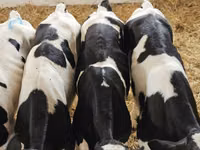 Toro, Raza Holstein — foto 5