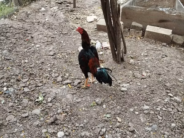 Chickens — Azerbaïdjan