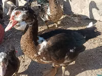 Ducks — photo 2