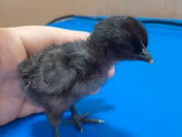 Chickens — foto 1