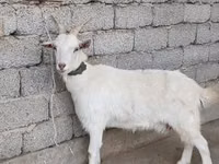 Koza, Kozy — zdjęcie 3