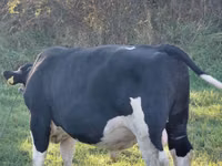 Buğa, Russian Black pied cattle — foto 2
