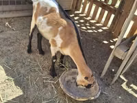 Ziege, LaMancha goats — Foto 1