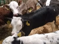 Skot (série, pohlaví neuvedeno), Simmental cattle — foto 4