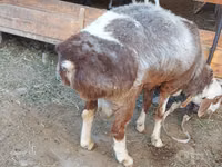 Ram, Sheep — photo 3