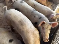 Sow, Pigs — photo 6