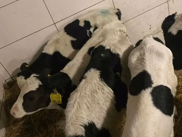 Taureau, Russian Black pied cattle