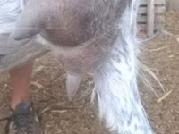 ஆண் வெள்ளாடு, Alpine goat — புகைப்படம் 8