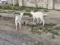 Cabra, Cabras — foto 5