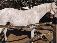 კვიცი, Lipizzaner — ფოტო 3