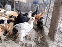 براهما — الصورة 4