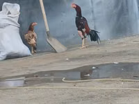 Chickens — foto 2