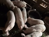 Knur, Świnie — zdjęcie 4