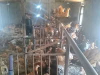 Chickens — Foto 1