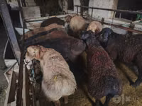 Koç, Edilbay sheep — foto 8