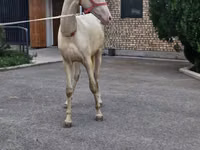 Caballo, Akhal-Teke — foto 1