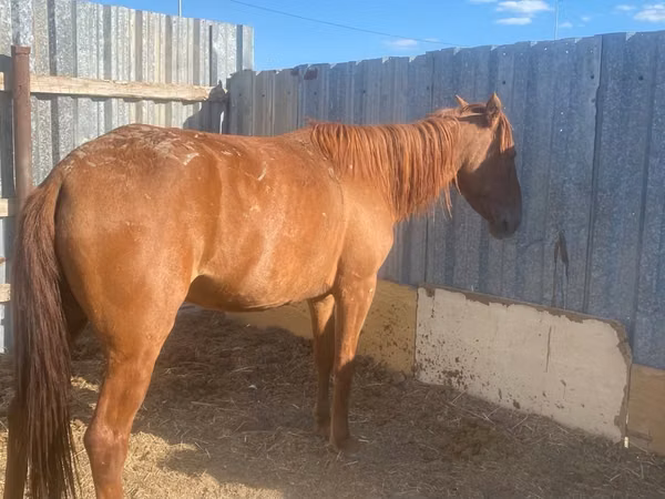 Mare, Kazakh horse