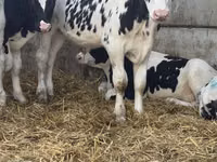Byk, Russian Black pied cattle — zdjęcie 7